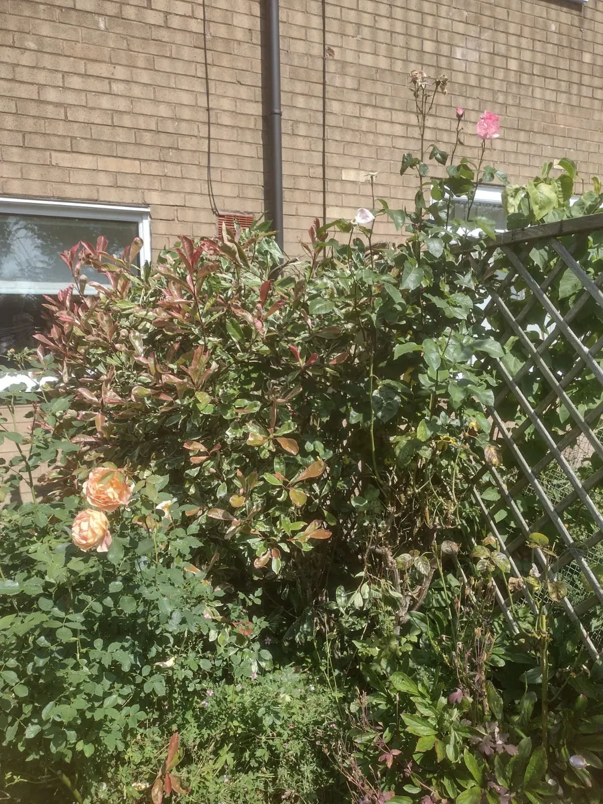 Shrubs after pruning and reshaping in a planted garden border.