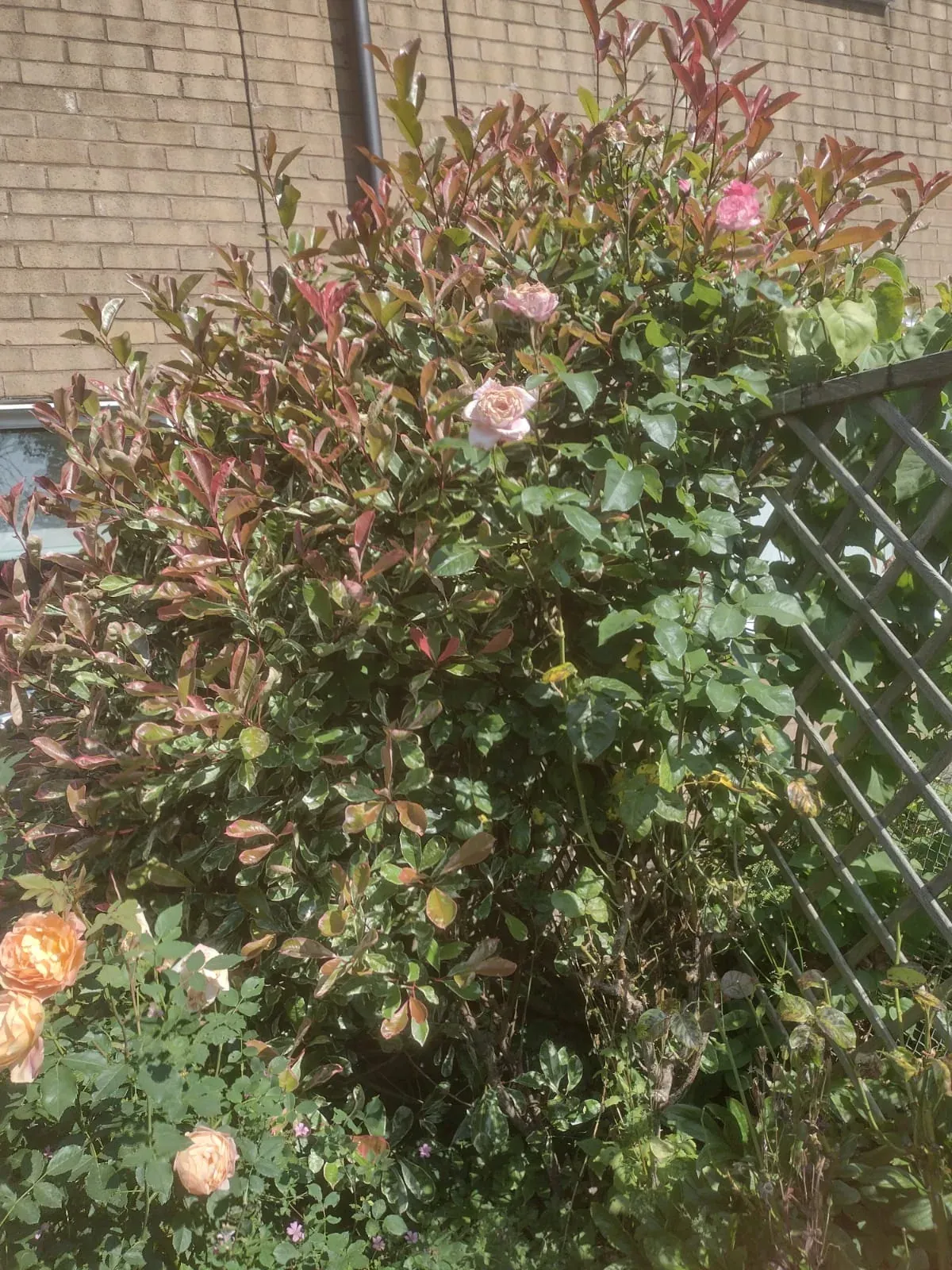 Overgrown shrubs before pruning in a planted garden border.