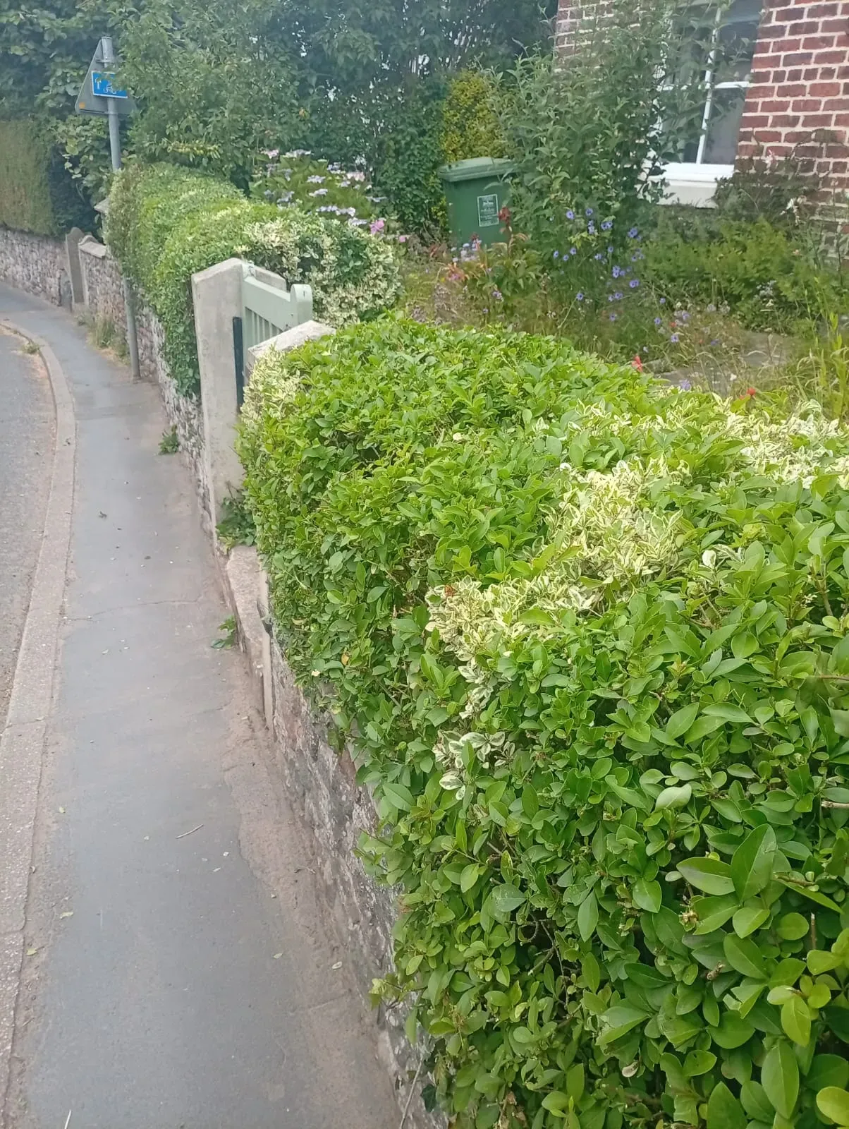 Small privet hedge after trimming and reshaping beside a front garden wall.
