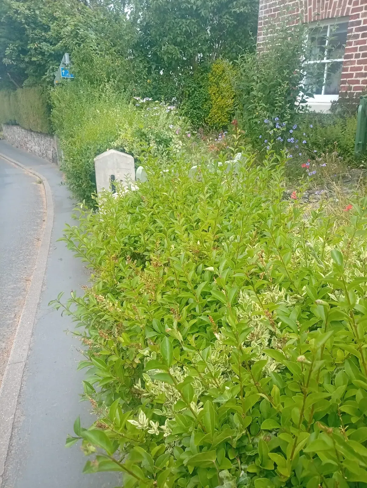 Small privet hedge before trimming beside a front garden wall.