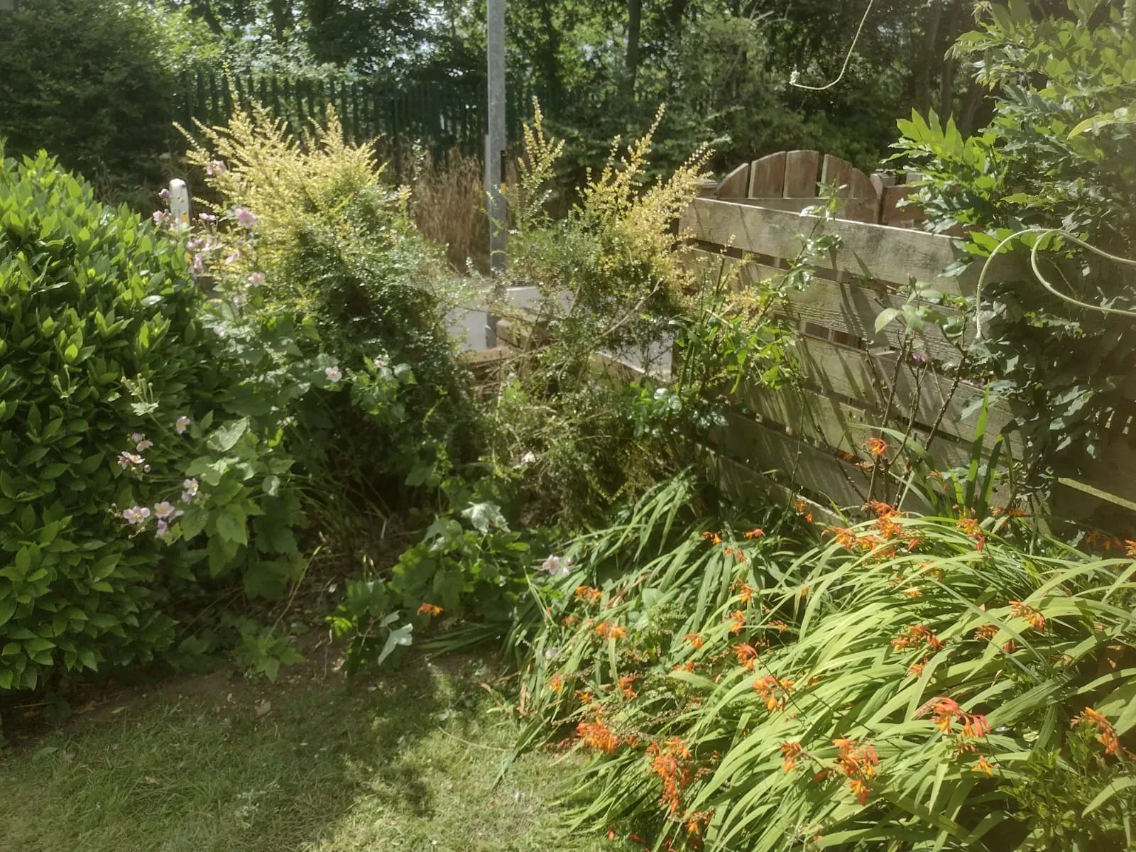 Garden border after the small tree was removed and the area cleared.